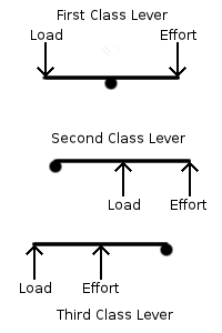 Illustration
  of the classes of levers